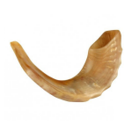 Shofar- corne bélier- taille moyenne
